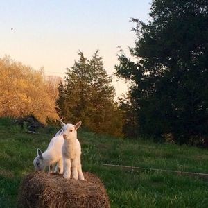 Meet your Posher, Brenda